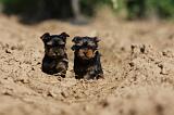 YORKSHIRE TERRIER 447